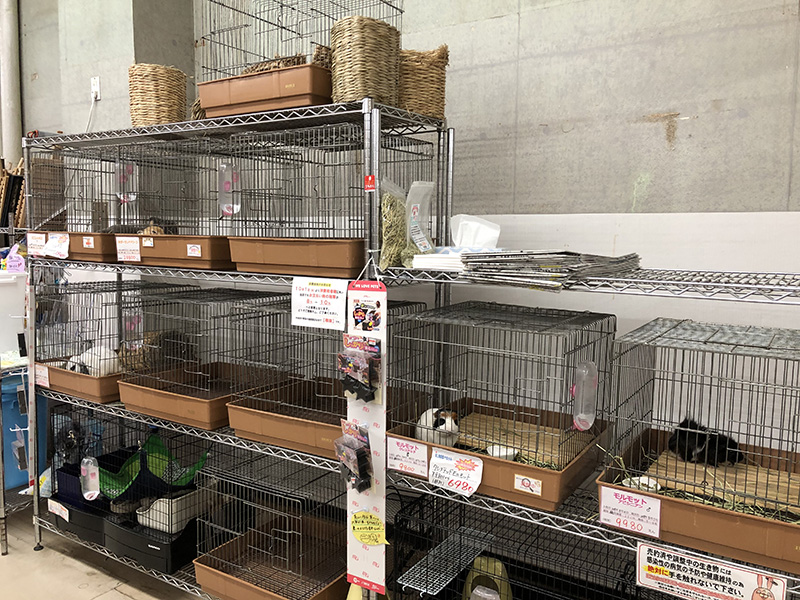 小動物コーナー｜株式会社アイランドやまがみ｜札幌市有数の生体数を誇るペットショップ